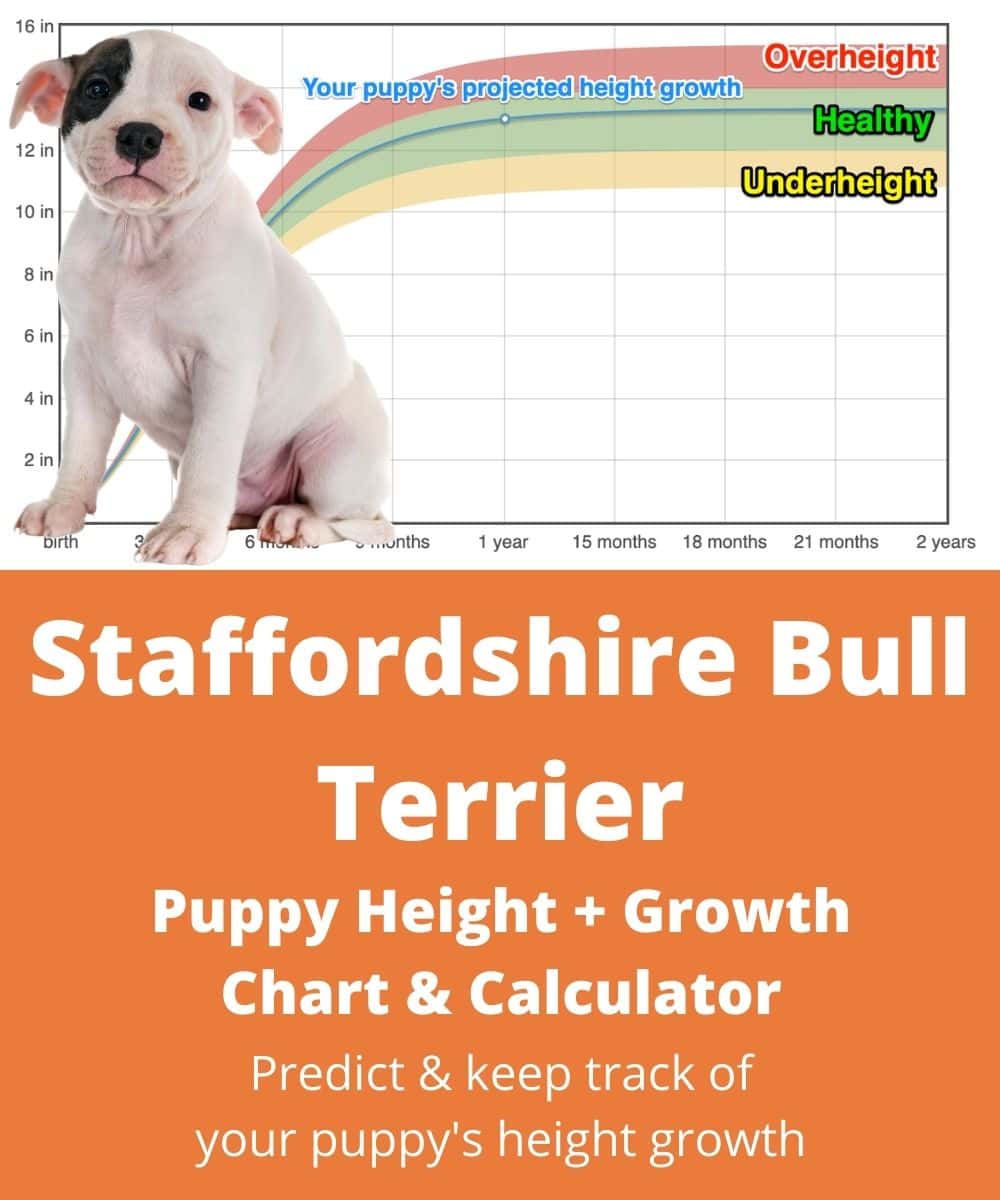 staffordshire-bull-terrier Puppy height Growth Chart staffordshire-bull-terrier Puppy height Growth Chart